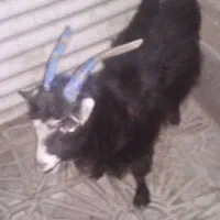 بز ماده