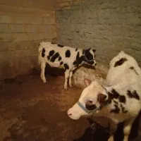 چهار عدد گوساله جنس درجه یک|حیوانات مزرعه|کوهدشت, |دیوار