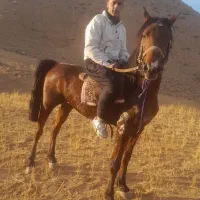 فروش اسب نر