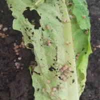 حلزون  البینو|خزنده|شیراز, معالی‌آباد|دیوار