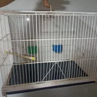 پرندگان ،قفس۵۲