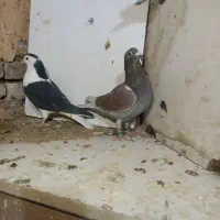 کفترپرشی ضربه