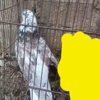 کفتر پلاکی وپرشی