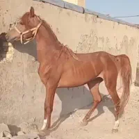 اسب نژاددار چستر، ۳ ساله، با برگه فدراسیون|اسب و تجهیزات اسب‌سواری|قم, انسجام|دیوار