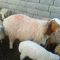 قوچ فروشی|حیوانات مزرعه|سده (خراسان جنوبی), |دیوار