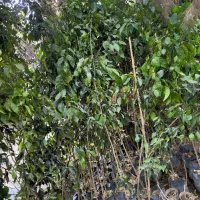 فروش انواع درخت و گل|خدمات باغبانی و درختکاری|شیراز, کوزه گری|دیوار