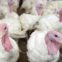 فروش فوری جوجه بوقلمون بیوتی|حیوانات مزرعه|کرج, جهانشهر|دیوار