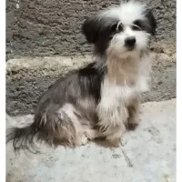 سگ پاپی سرحال