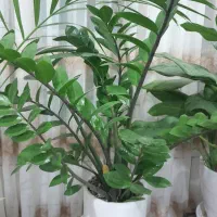 سه گلدان شاداب|گل و گیاه طبیعی|آران و بیدگل, |دیوار