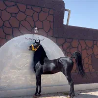 خرید و فروش اسب باری