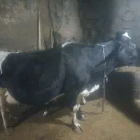 گاو