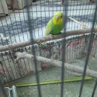 مرغ عشق دونه ۱۲۰|پرنده|قزوین, |دیوار