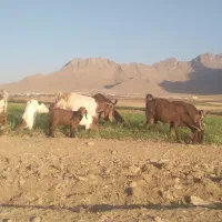 فروش ۹راس بز با۸ راس بزغاله