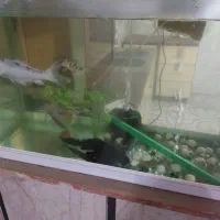 آکواریوم ۱متری شیشه خم همراه با ۳عدد کوی