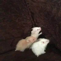 بچه همسر سوری