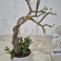 بنسای ادنیوم،جید،سانسوریا