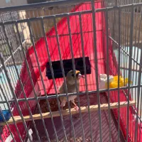 سهره ماده|پرنده|هشتگرد, شهرک بعثت|دیوار