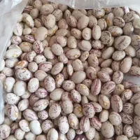 لوبیاچیتی