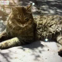 گربه dsh ‌