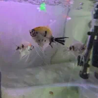 ۳ عدد ماهی انجل با کیفیت