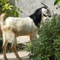 فروش فوق العاده