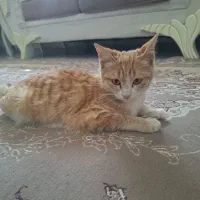 واگزاری گربه خونگی دستی سالم