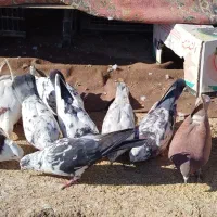 کبوتر زور دار واقعی|پرنده|ماهیدشت, |دیوار