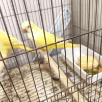 راهب لوتینو