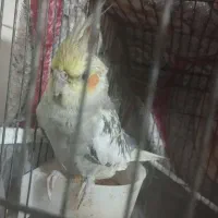 عروس هلندی مرواریدی
