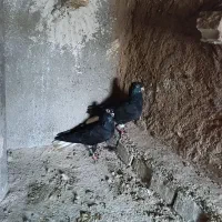 کفتر دم سفید