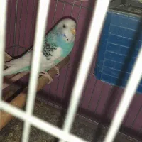 مرغ عشق|پرنده|بم, |دیوار