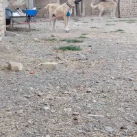 واگذاری‌نروماده‌نگهبان‌‌وگله‌سراب‌خالص|سگ|قزوین, |دیوار