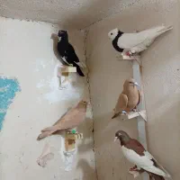 9تا نر خوشکل