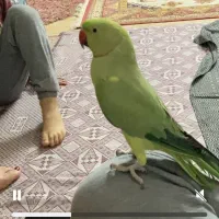 طوطی ملنگو نر گمشده|حیوانات|تهران, جوادیه|دیوار