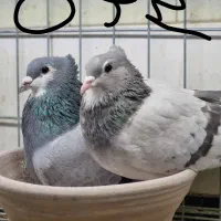 پرنده سرای ۱۱۰|پرنده|اصفهان, عطار نیشابوری|دیوار