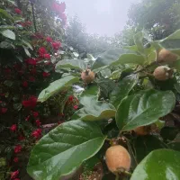 ویلایی-شیخانبر-از-قیمت-زمین-خالی-هم-پایینتره