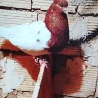 باسلام کبوتر خوب پرشتی قیمت موفت جفتی نر کله سرخ