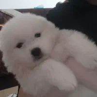 ساموئید وارداتی|سگ|باسمنج, |دیوار