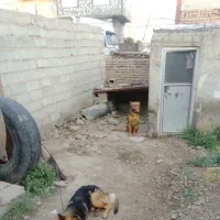 سگ ژرمن  جفت نرو ماده