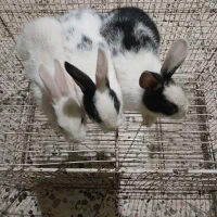 ۳عددبچه خرگوش سالم دانه ای ۲۵۰