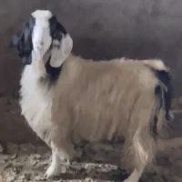 یک عدد بز داشتی