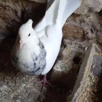 طوق الماسی وجوجه پلاکی|پرنده|طبس, |دیوار