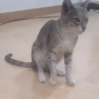 گمشده
