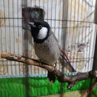 قناری ماده درجه یک