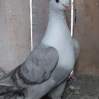 کبوتر سرسفید،تهرانی