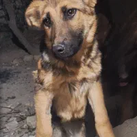 توله سگ ژرمن شپرد