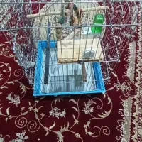 قفس
