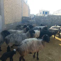 گوسفند|حیوانات مزرعه|جهرم, |دیوار