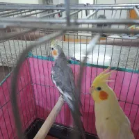 عروس هلندی