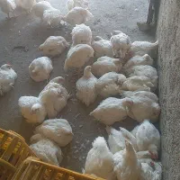 مرغ گوشتی شهرستان